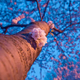Illustration for article titled 264 Stupendous Spring Wallpapers